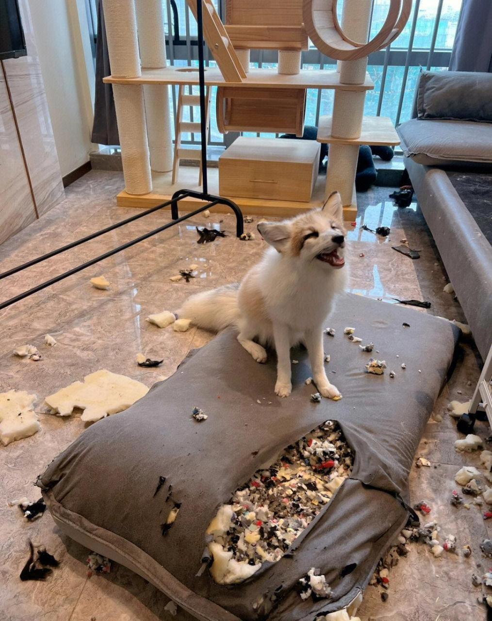 你看这沙发是黑心棉啦!