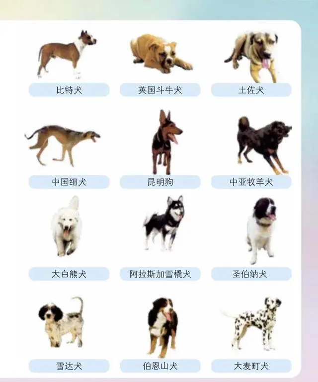 禁养犬名录  ●39种烈性犬为:藏獒,意大利纽波利顿犬,巴西菲勒犬,法国