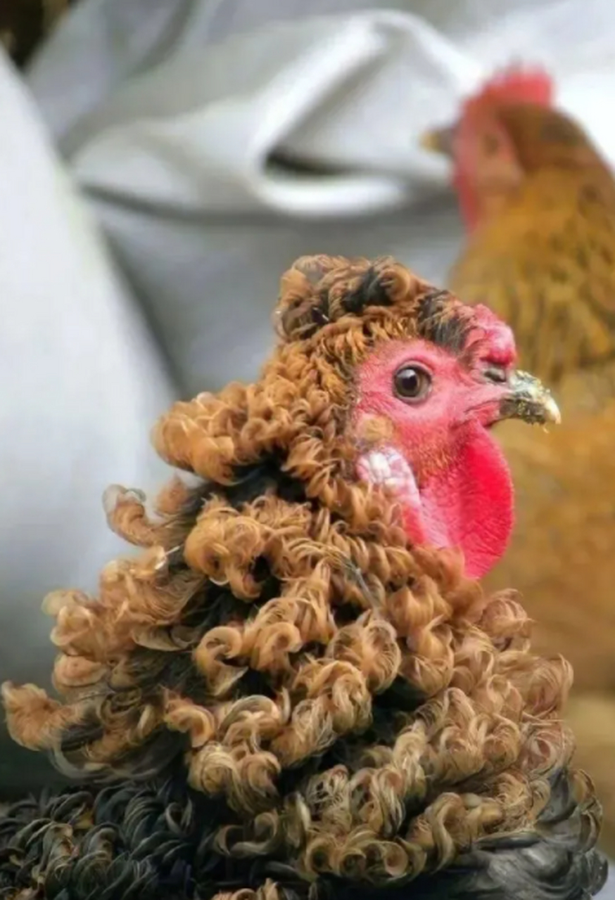 卷毛鸡,可能是受环境,遗传等因素的影响形成的天然卷毛