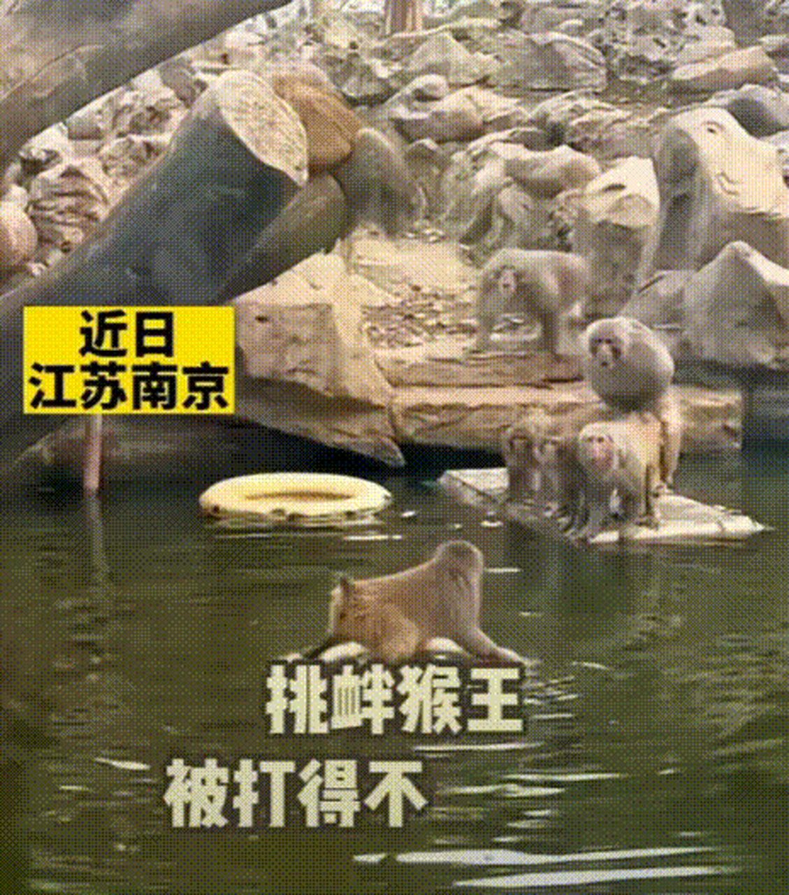 4月12日,江苏南京的网红暴猴被南京市红山森林动物园收编后,因挑衅