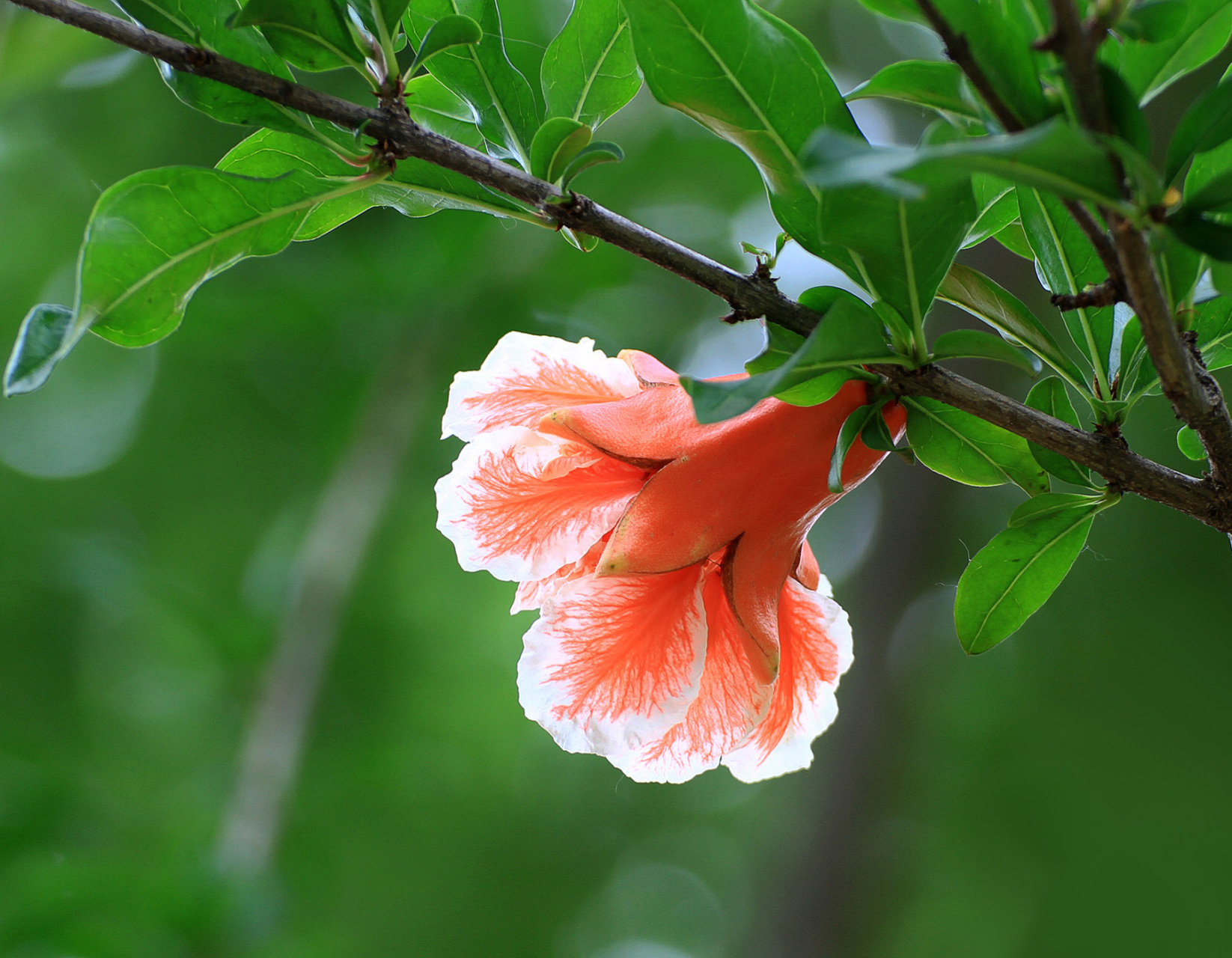 石榴花,玛瑙石榴花,牡丹石榴花与白石榴花.