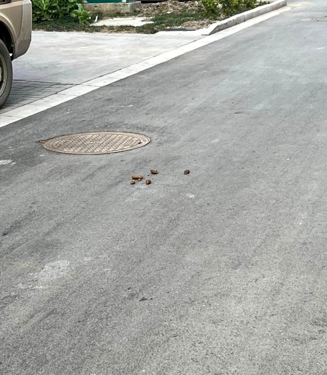 踩到狗屎会带来好运吗?我是否应该尝试一下?