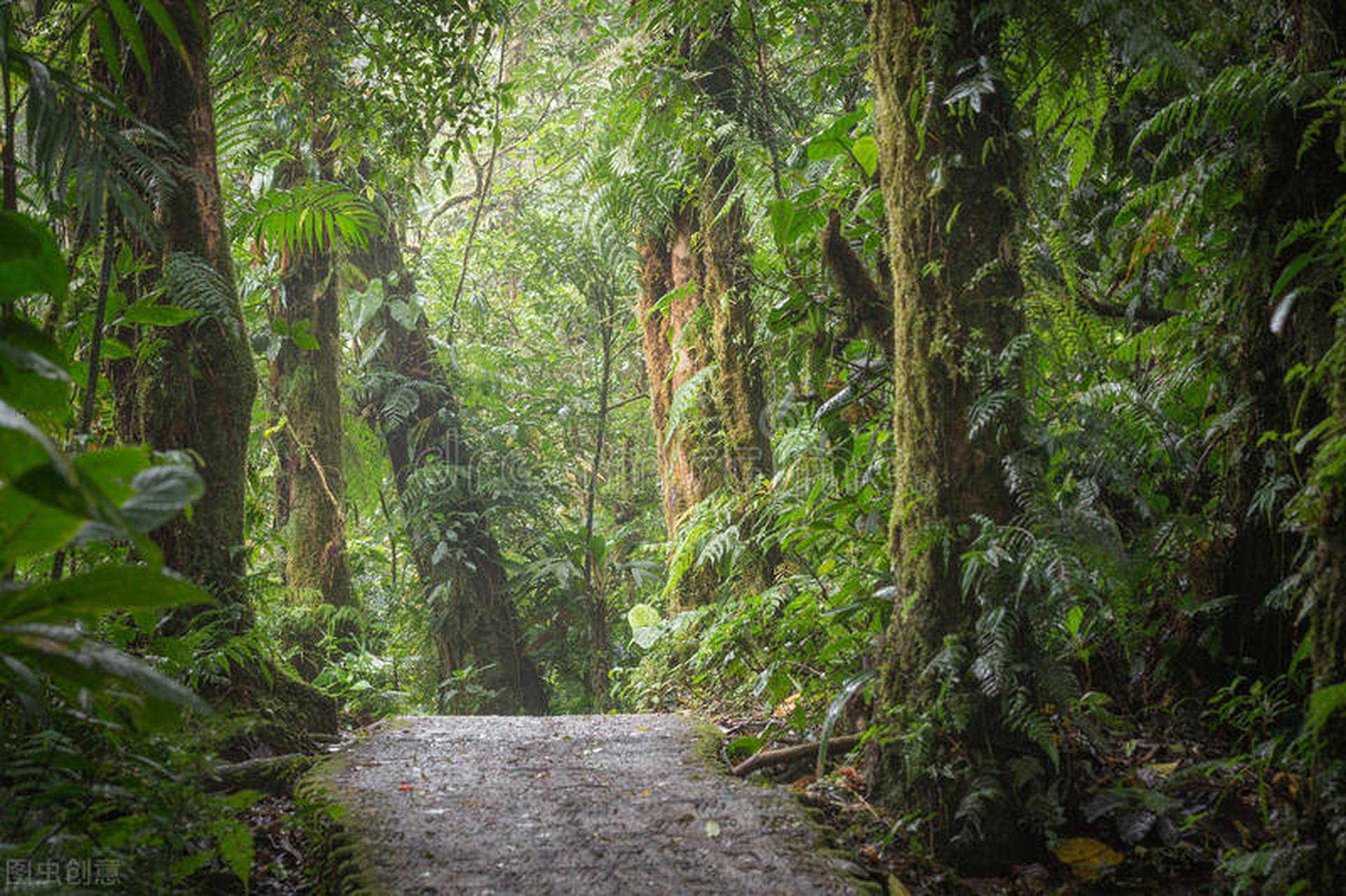 原创            亚马逊雨林看起来是绿色天堂