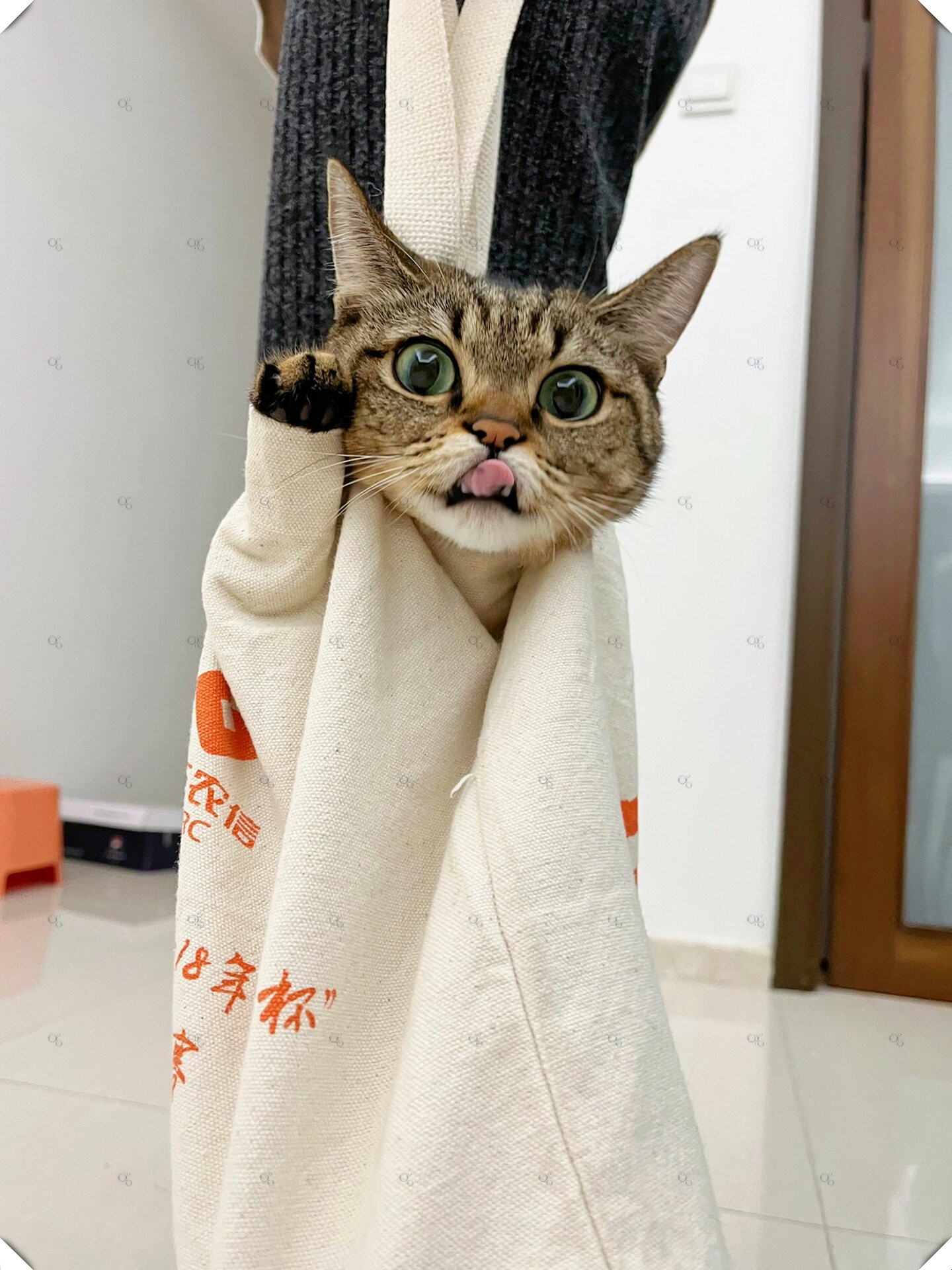 还打坏了我的相框 扔掉这只小破猫,地点就在我家楼下的垃圾桶～  #我