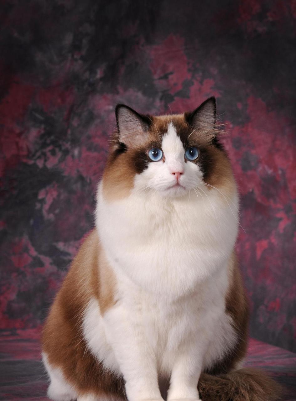 成年的布偶猫是真的超级美啊!