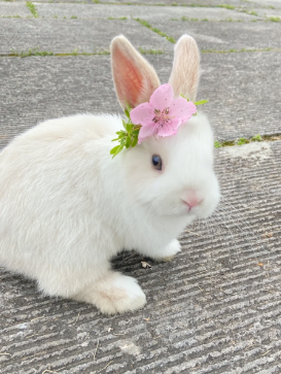 好漂亮的小兔子,白白净净的,真可爱