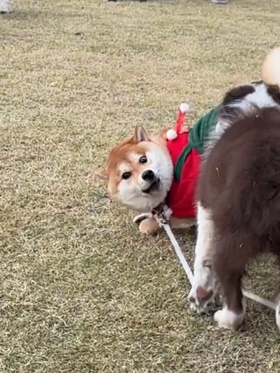 你没见过的小狗表情包  在草坪上互相追逐的小狗,它们的每一个动作和