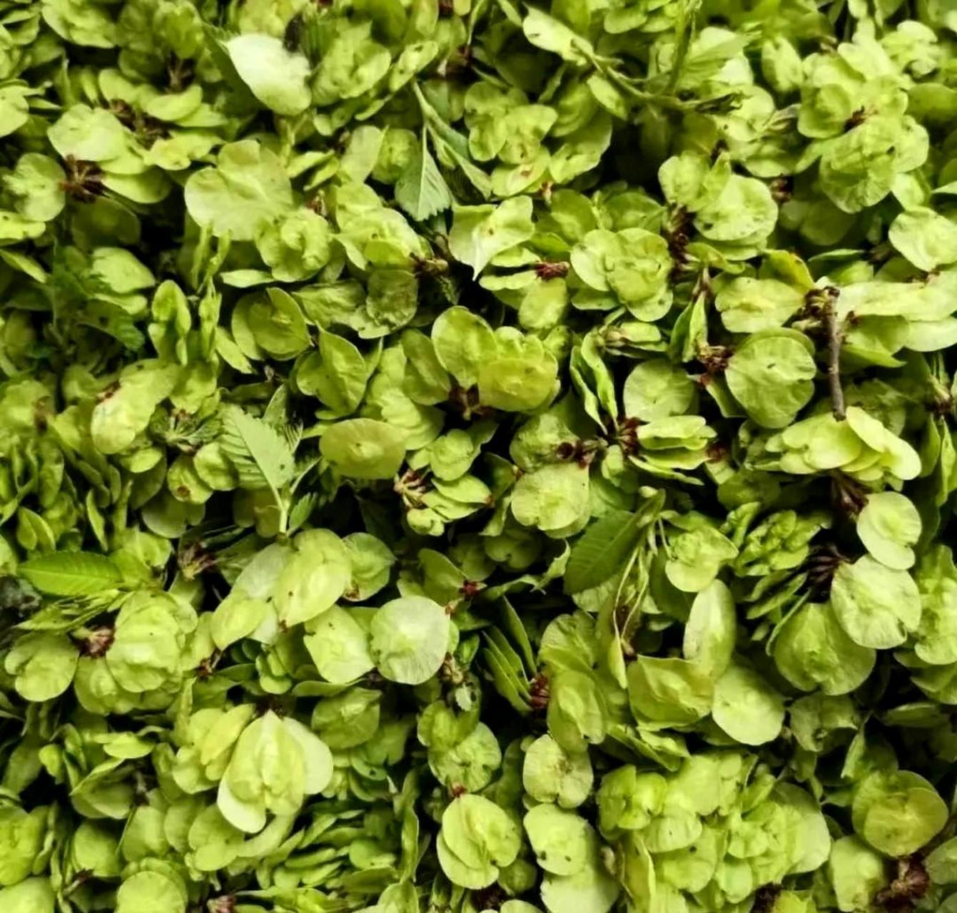 现在很少有人食用春天的榆钱树了吧?