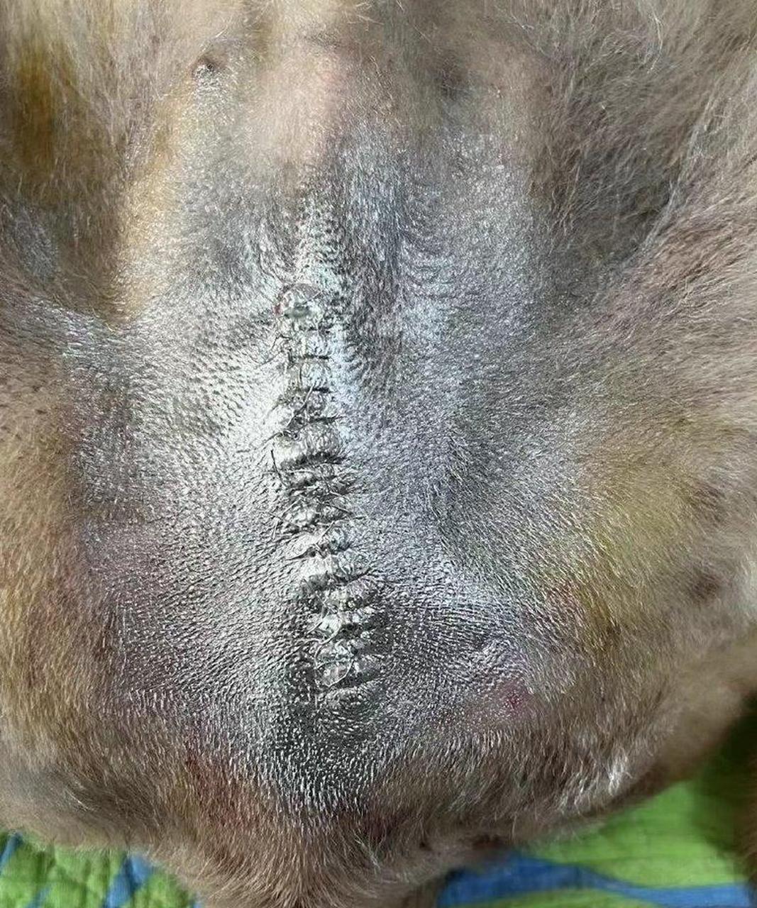 做手术  67,另外狗狗八岁开始就要有意识的经常做检查检查各项指标