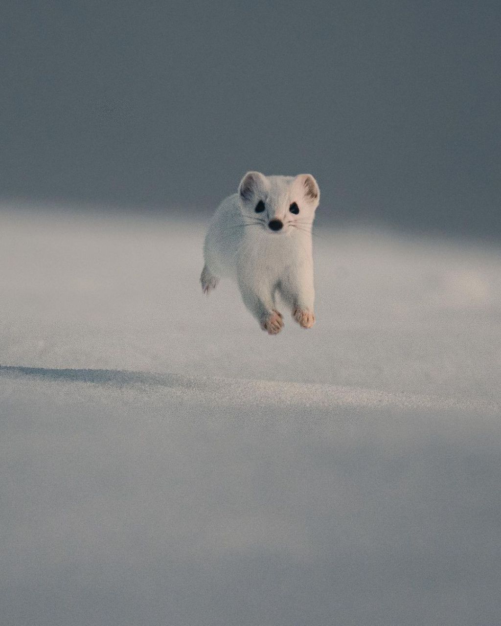 扫雪动物图图片