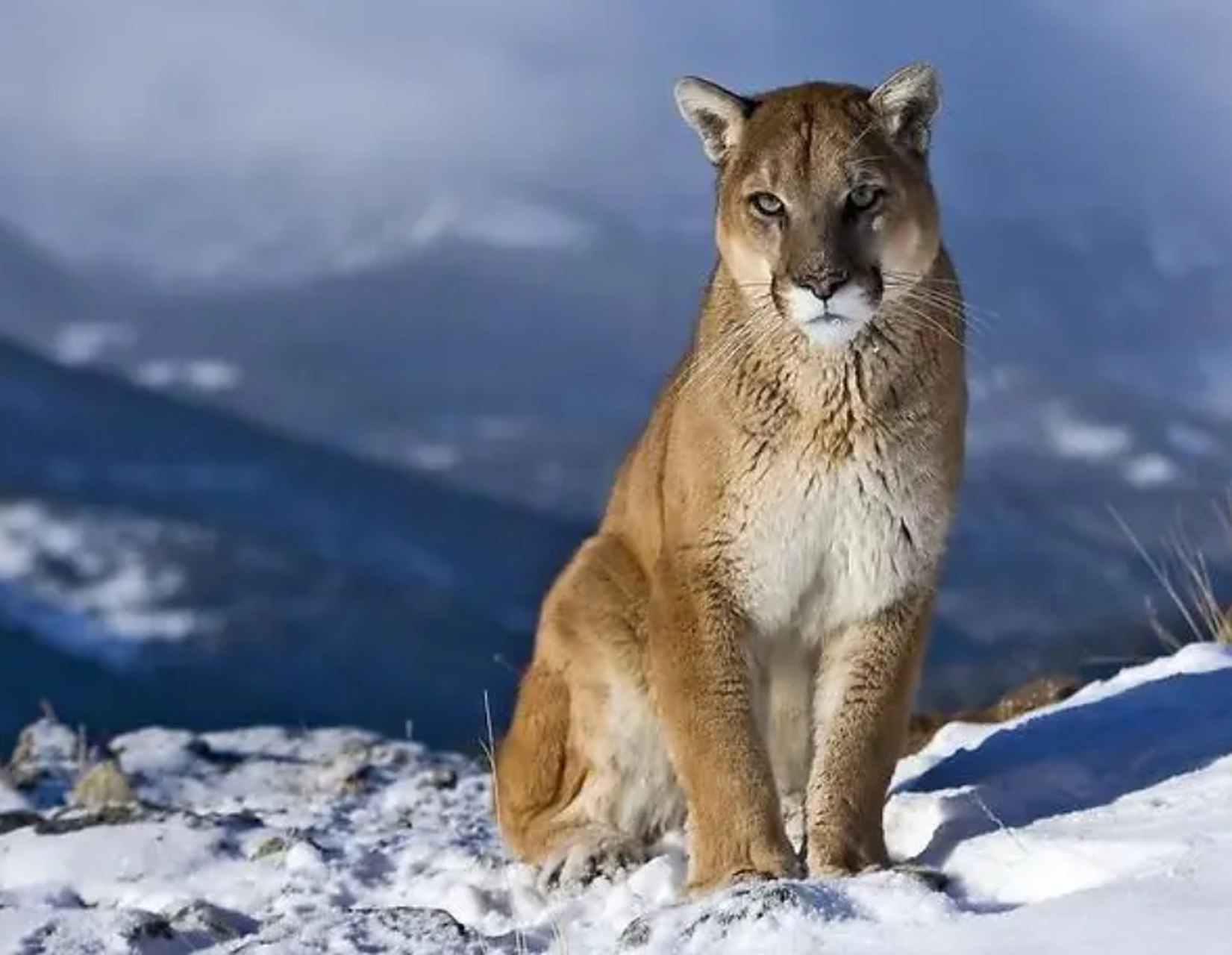 美洲狮是世界上最大的猫科动物之一,也是北美洲地区广泛存在的一种