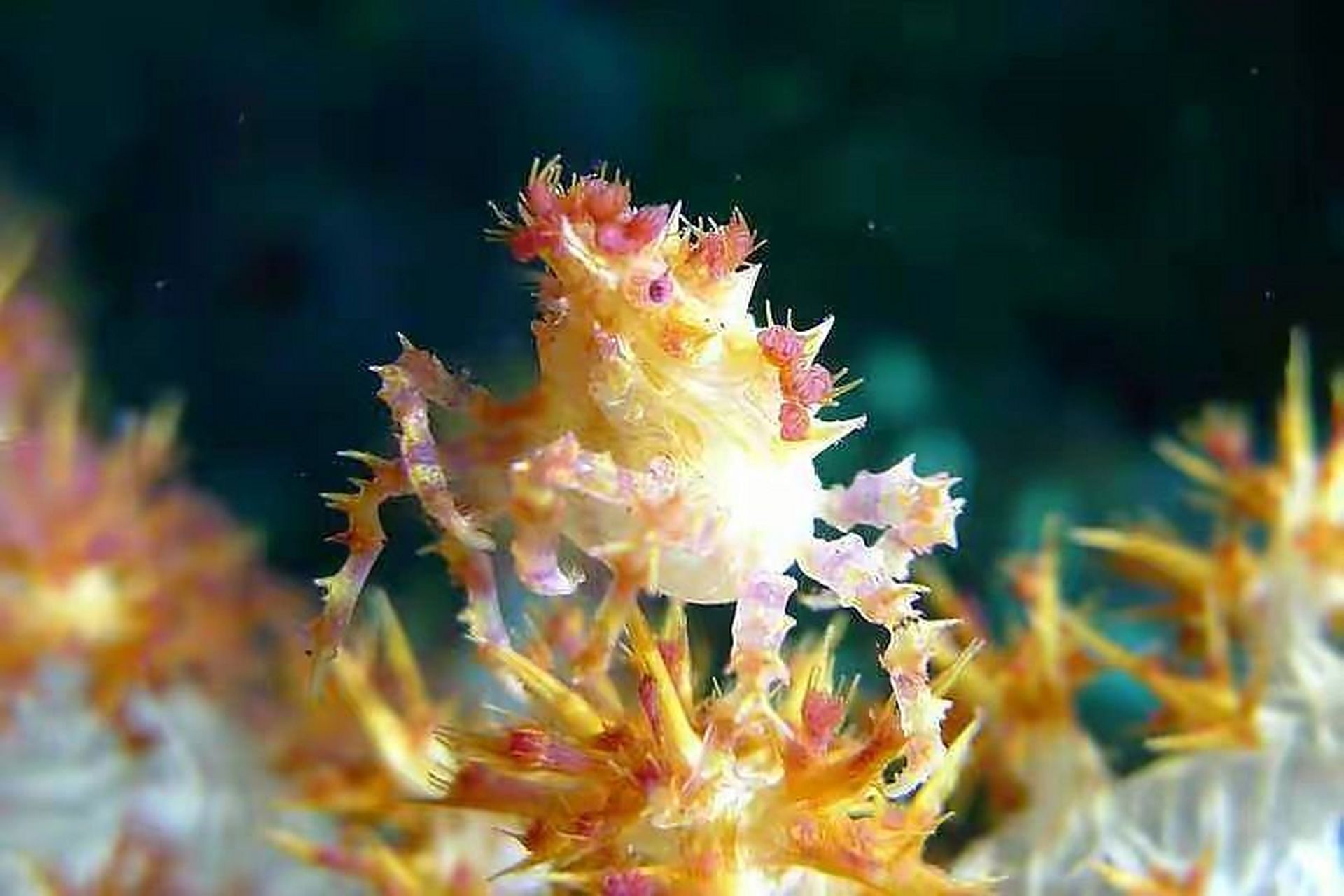 海洋生物-软珊瑚蟹 0215 软珊瑚蟹是一种色彩斑斓的蟹,主要以粉红