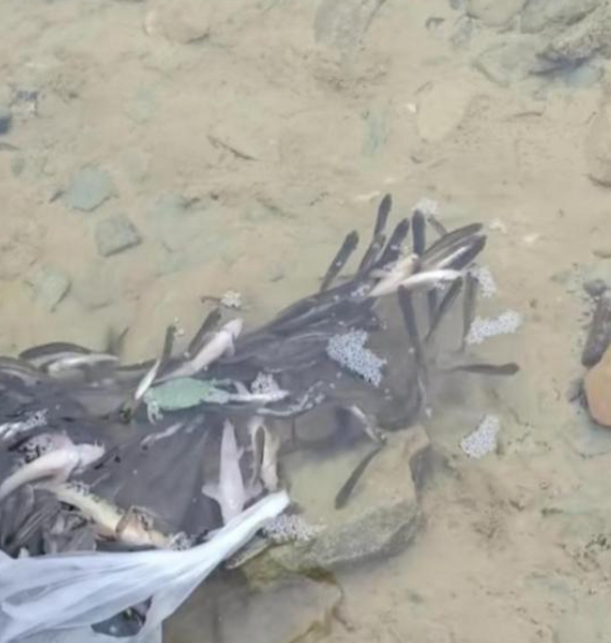 放点鱼苗来养,一年后应该都是大家伙了!