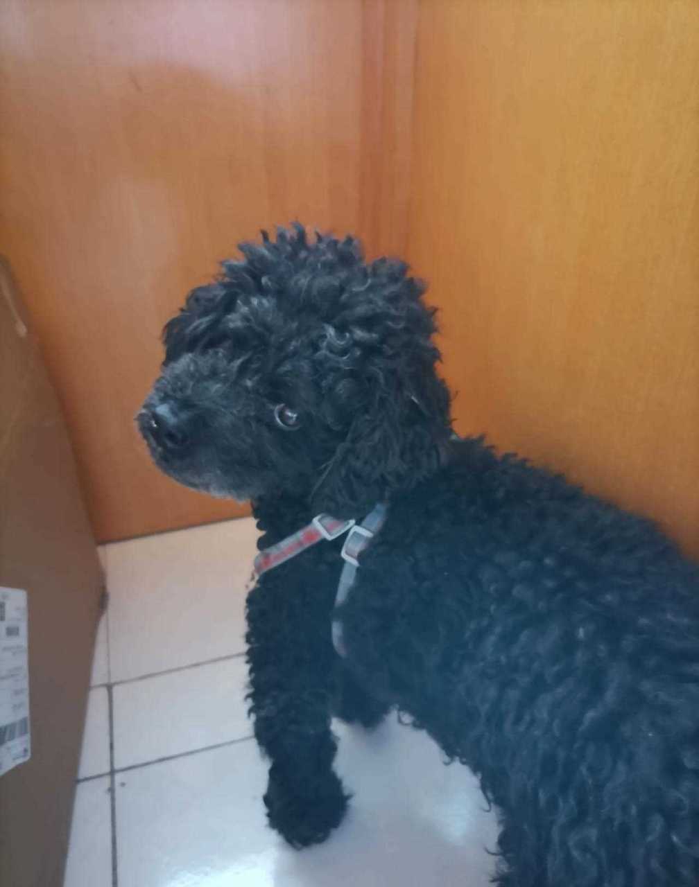 大白再次越狱,跟小黑打起来了,小黑被薅掉三撮毛,妙妙躺在旁边看戏