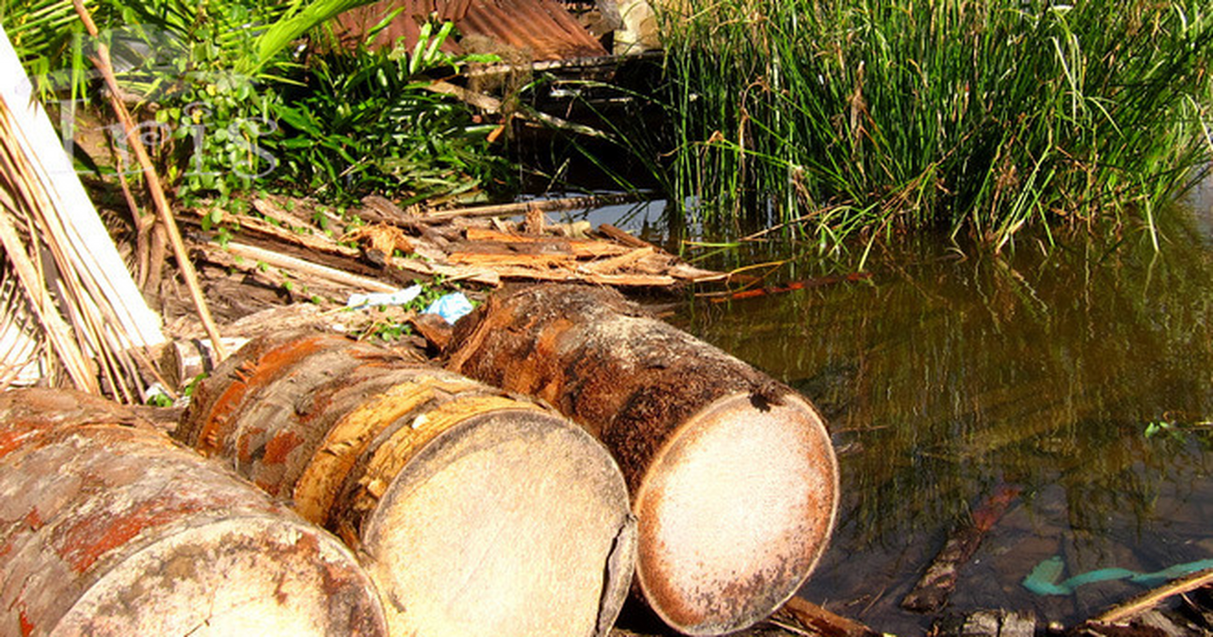 西谷椰子树从外形上看,于人们常见的椰子树相似,但是人们都知道,椰子