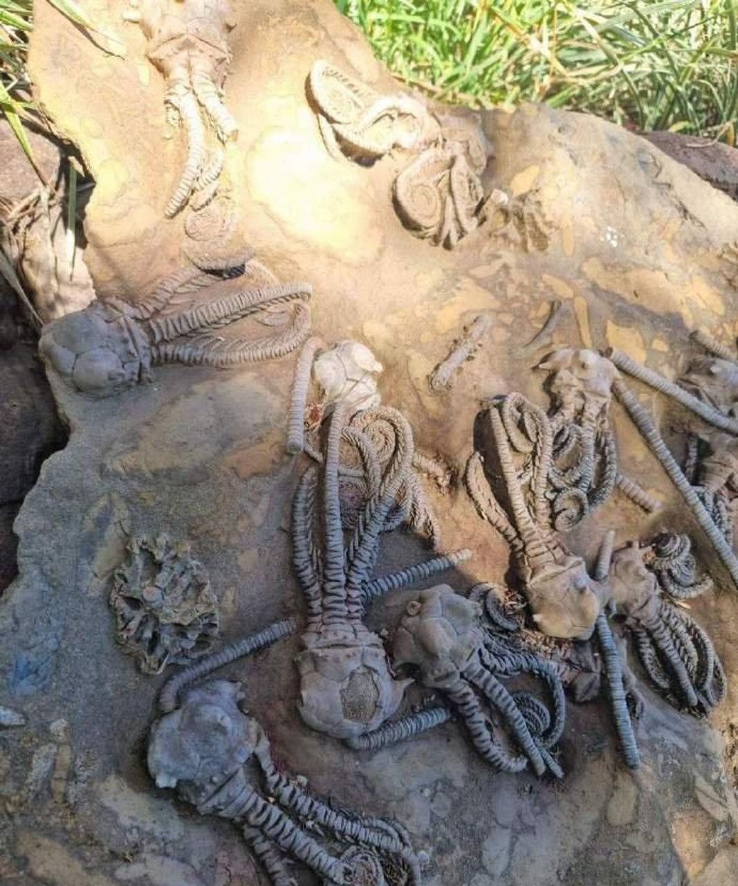 远古海洋生物化石