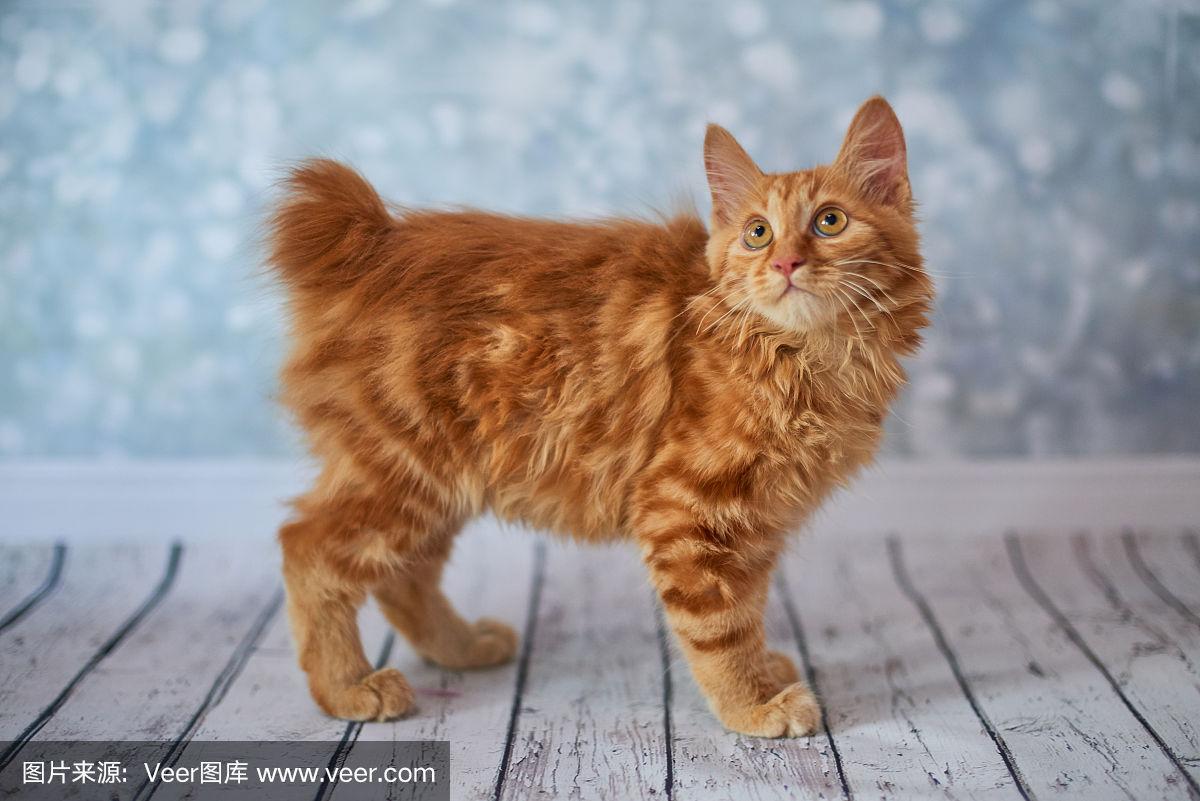 美国短尾猫,是一种独特的猫咪品种,因其尾巴短小而备受关注.