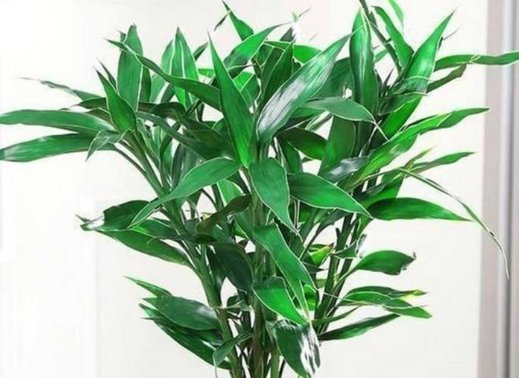 红宝石喜林芋[社会] 红宝石喜林芋株型优美,叶子浓绿有光泽,新叶子和