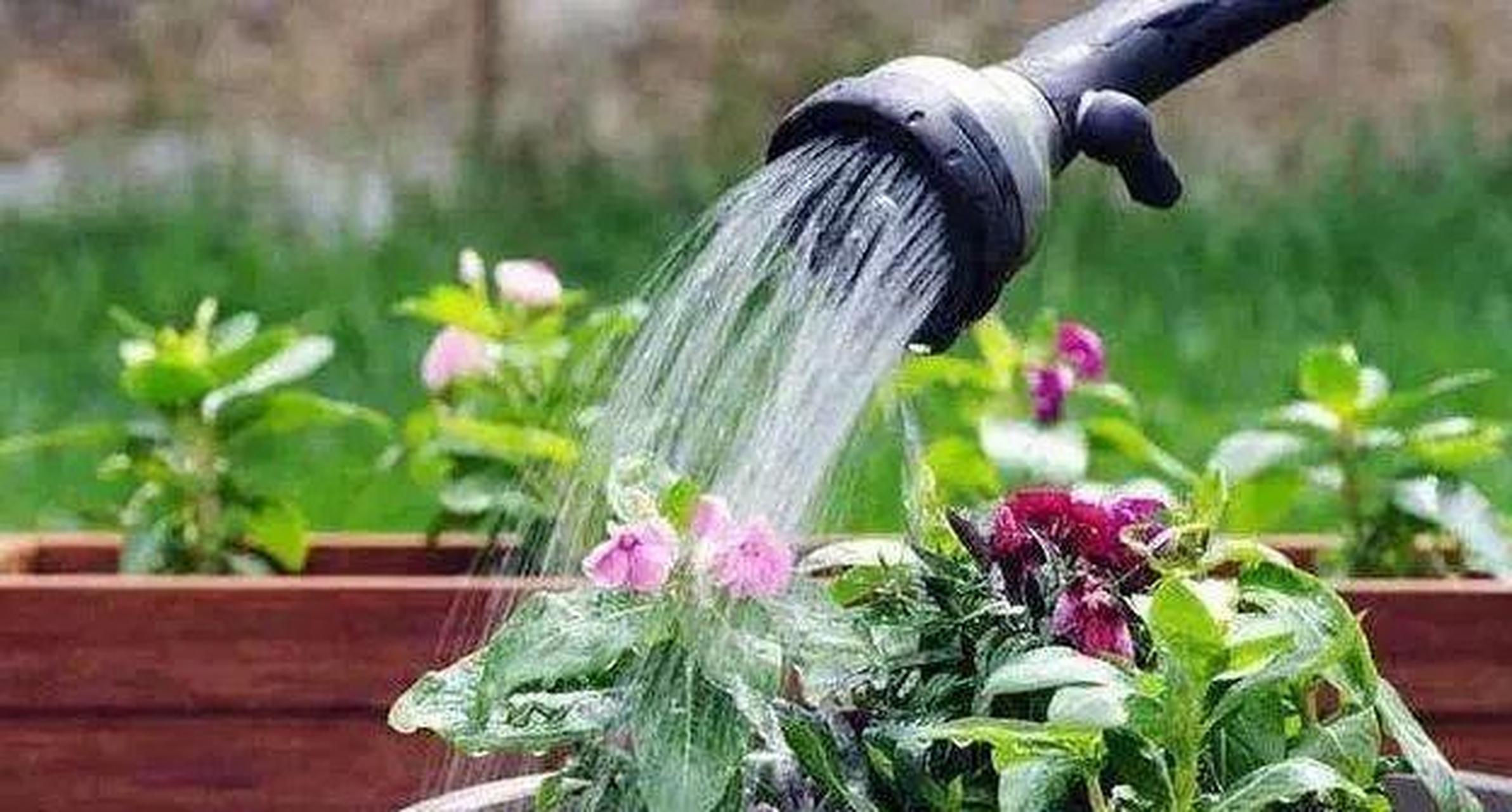 养花别总是胡乱浇水  浇水是养护花卉植物过程中的一个重要步骤.