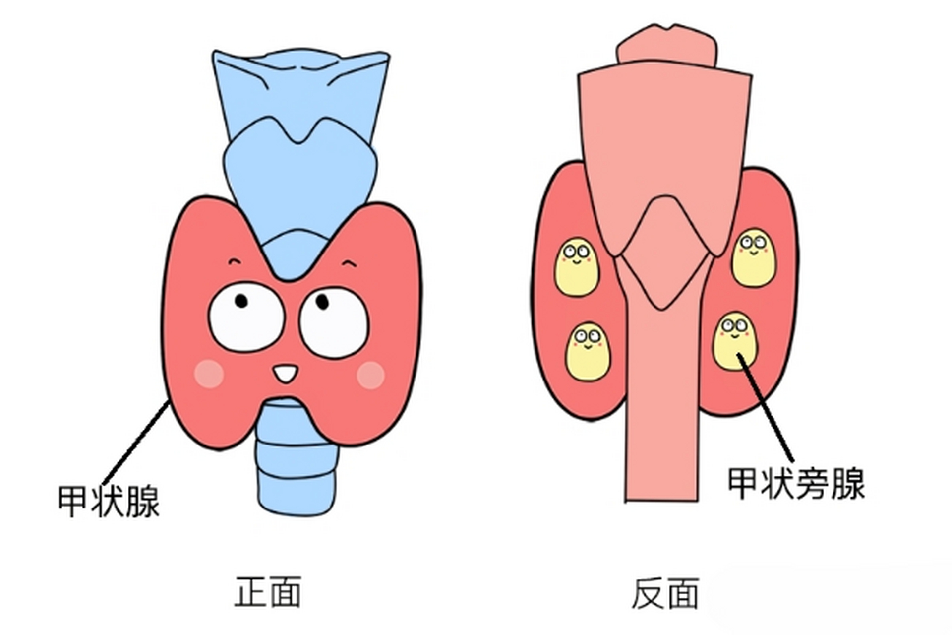 甲状旁腺解剖位置图片图片