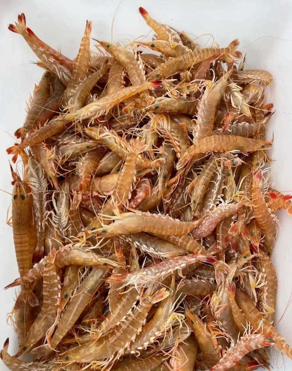 油虾油蜜虾海捕野生海虾油蜜虾