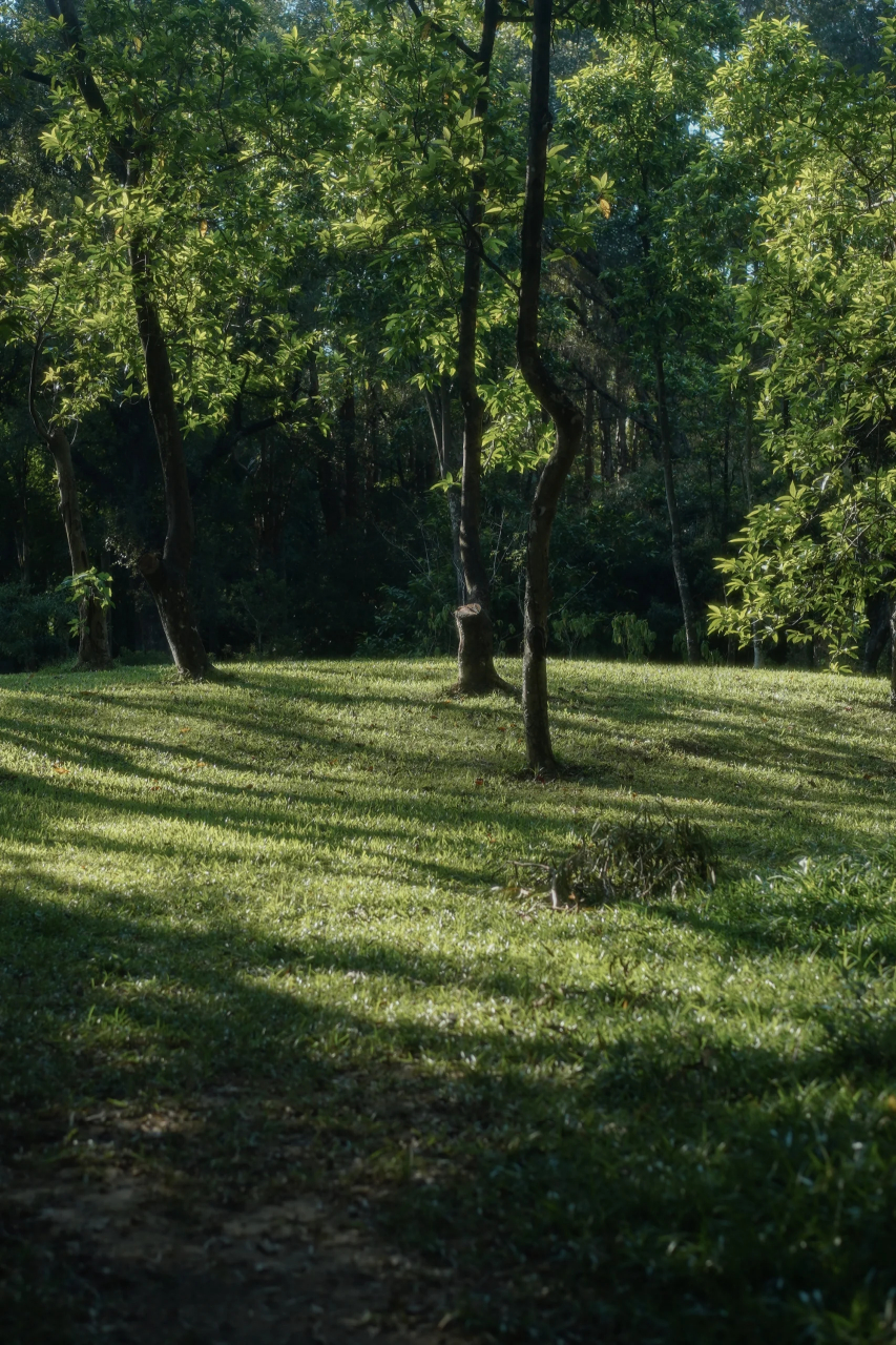 水面倒映着森林 "  当晚风掠过我时 水面倒映着森林 - 91:sonya7m3