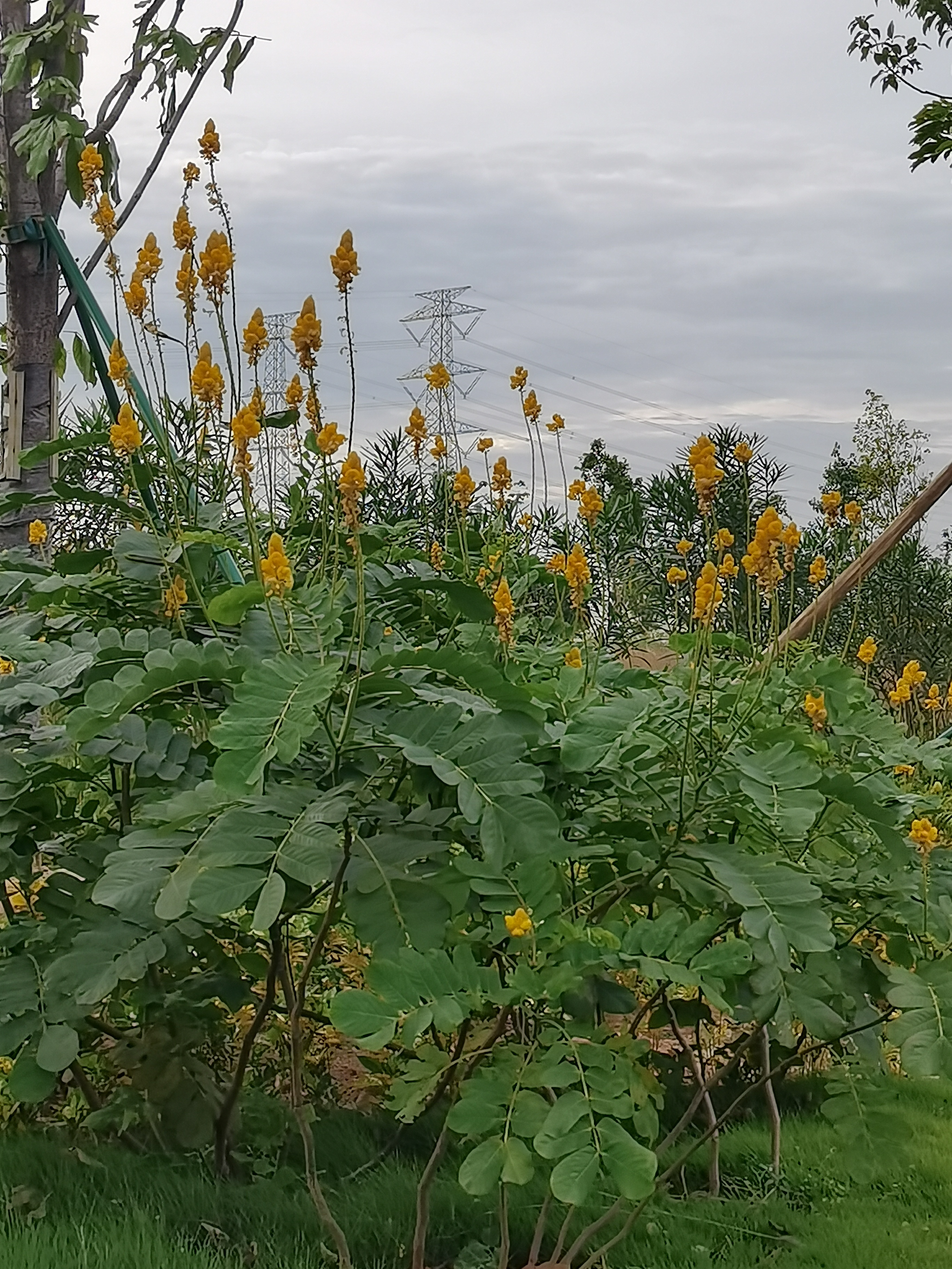 翅荚决明又叫刺荚黄槐,有翅决明.@六十从心的动态