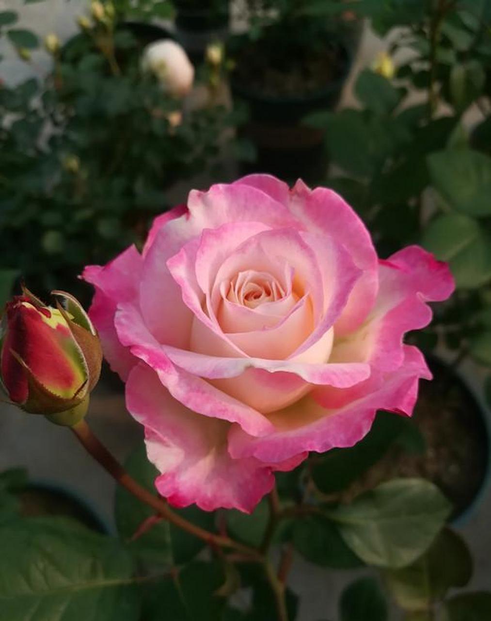 六翼天使,别名炽天使,一款堪称"完美"的月季花,花型深杯状,可作切花