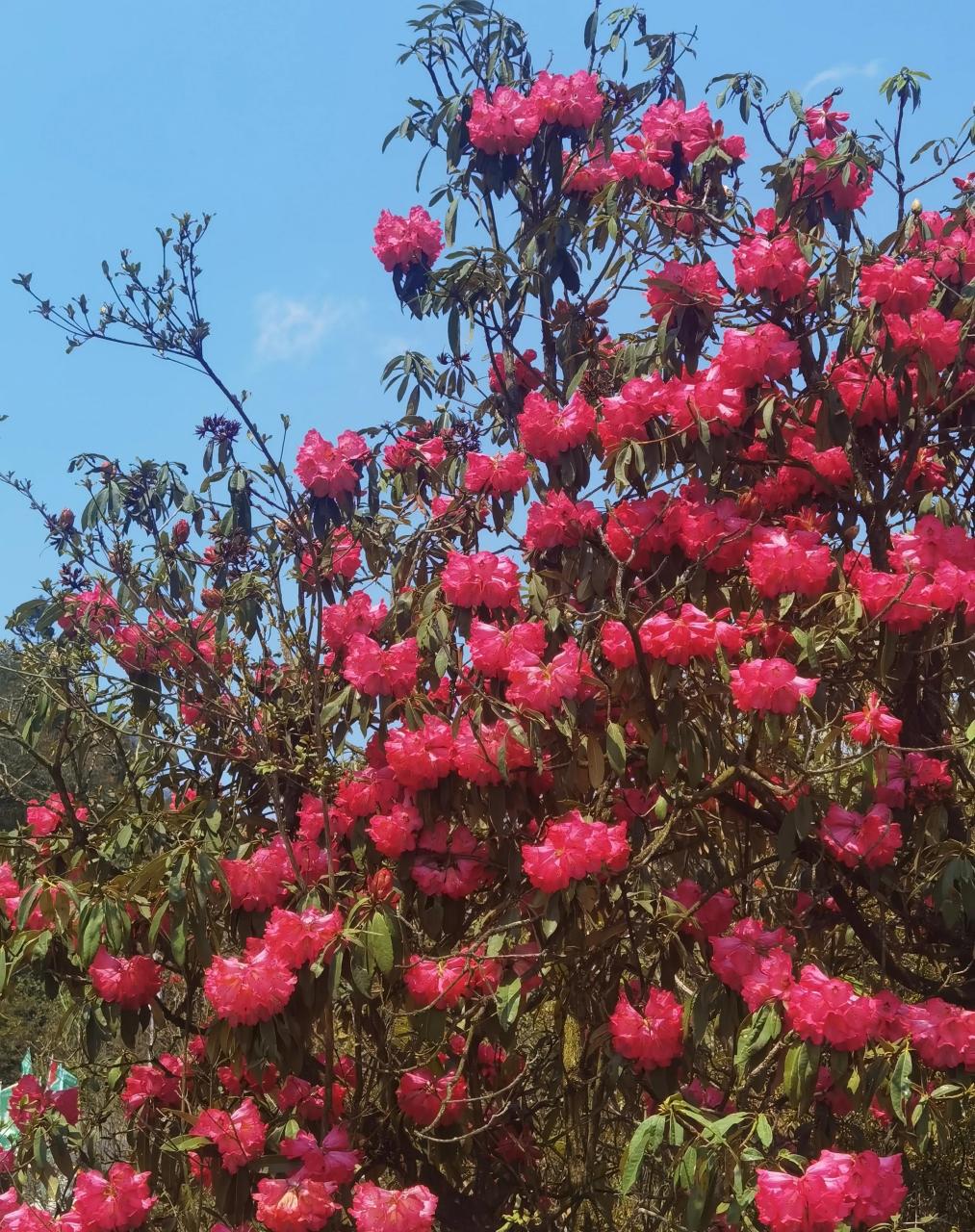 毕节市大方县百里杜鹃图片