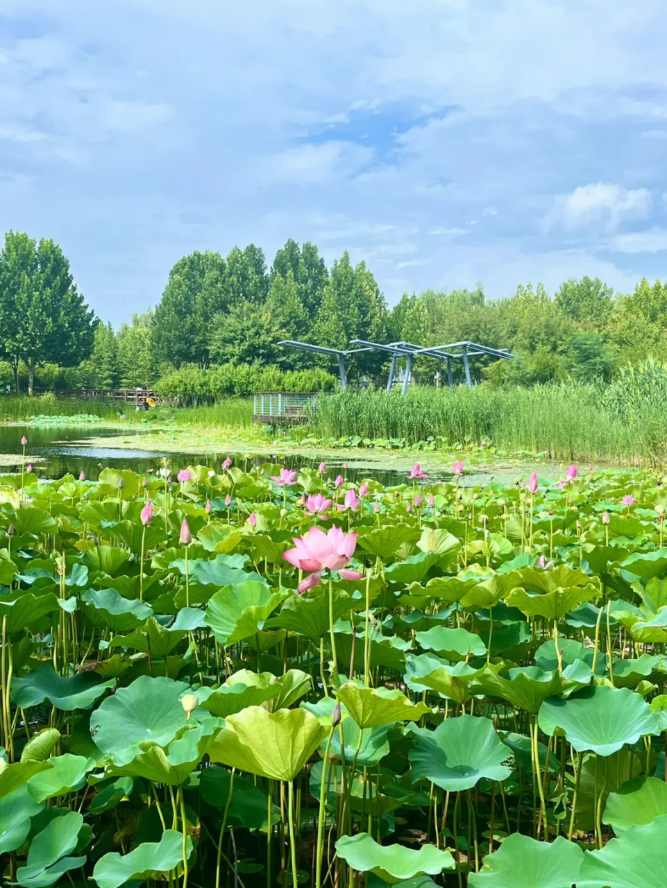 郑州市北龙湖图片