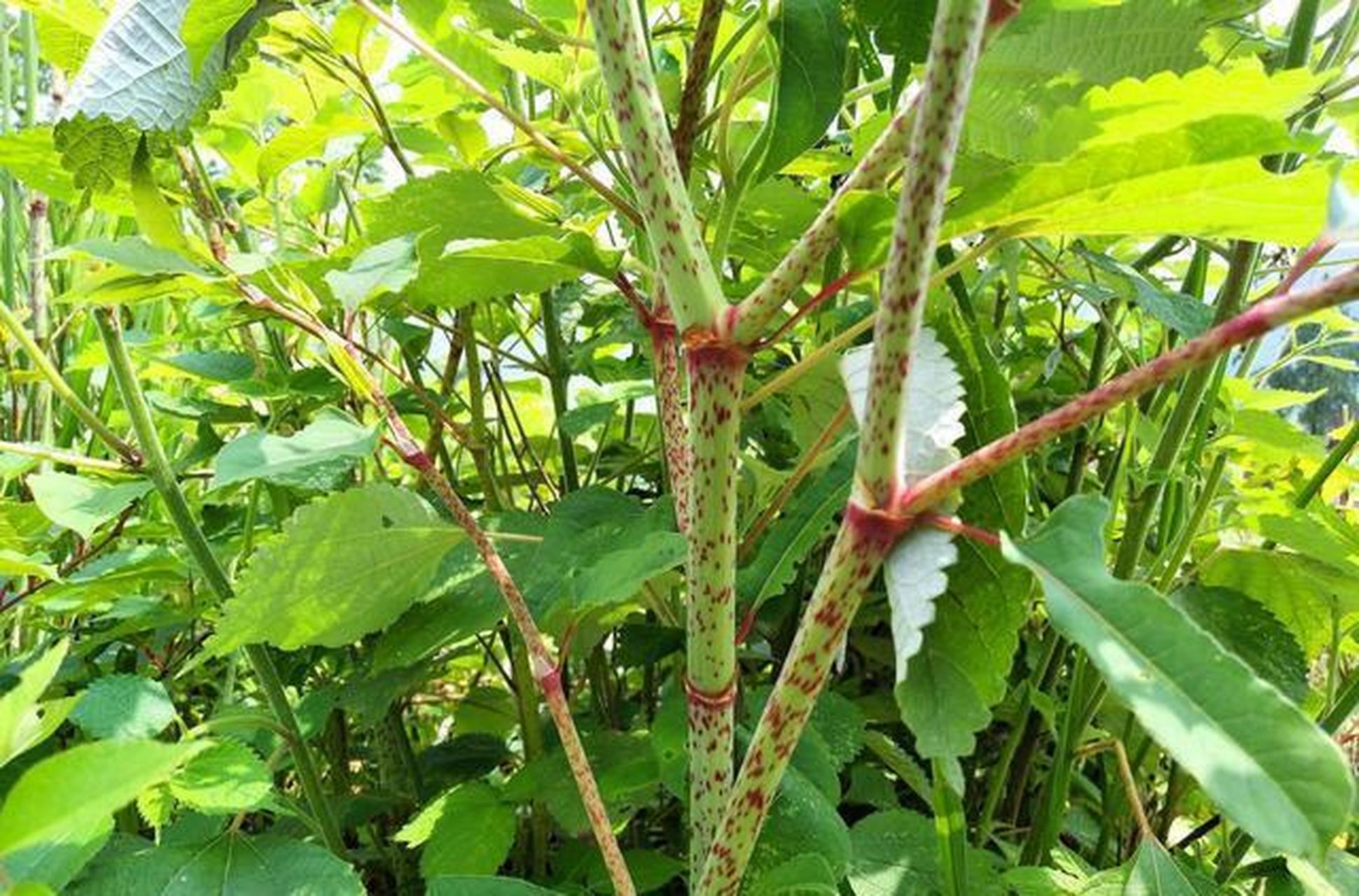 两味中药当茶饮,养肝又护肝,乙肝患者看过来.