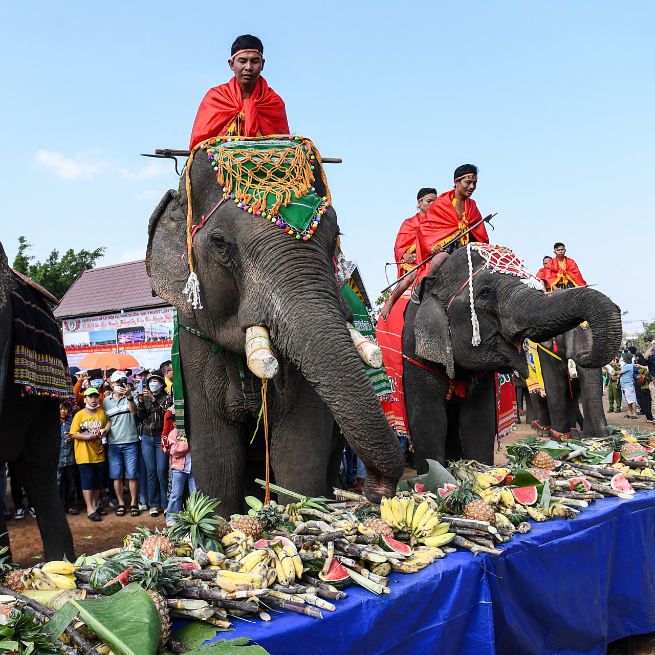 越南推进大象保护  越南邦敦大象节,经过训练的大象正在享用水果.