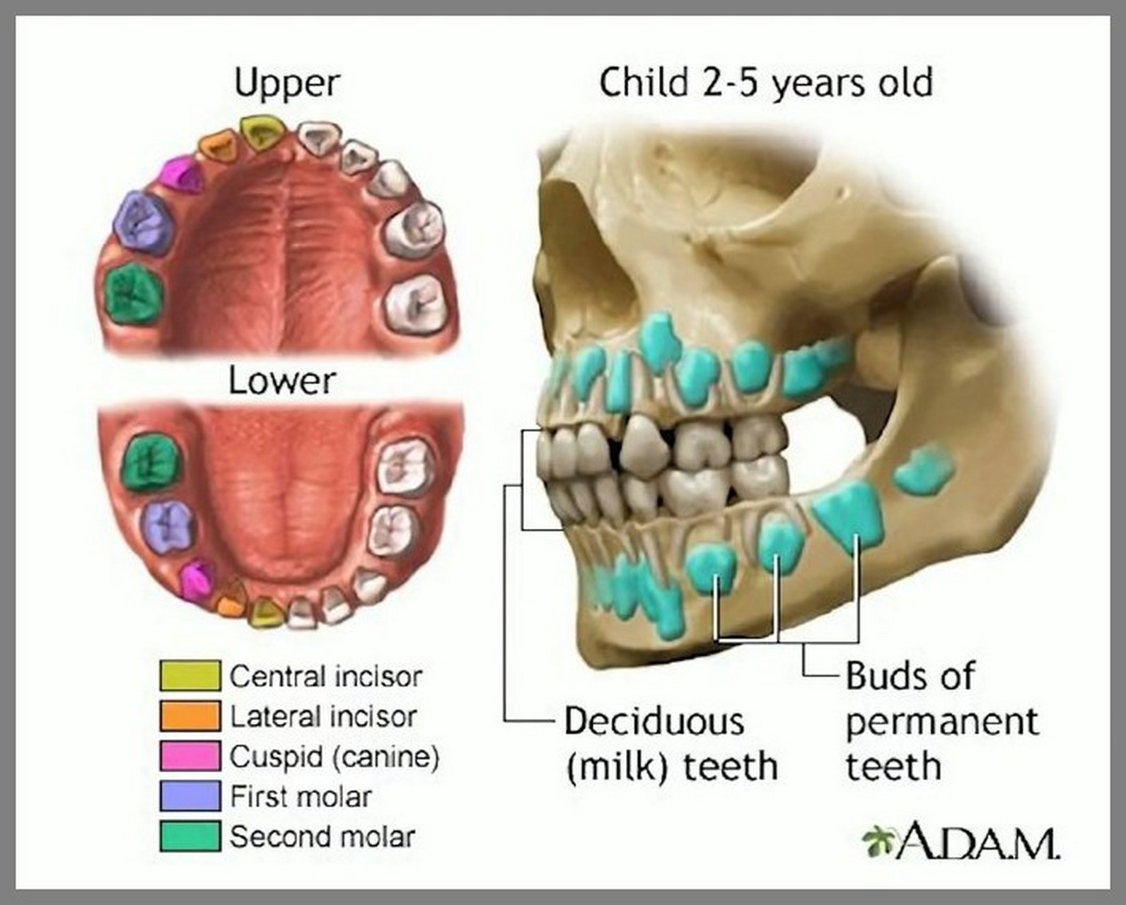 换牙期小朋友的牙片可以清楚看到有四排牙齿 (还有两颗是长在眼睛下方
