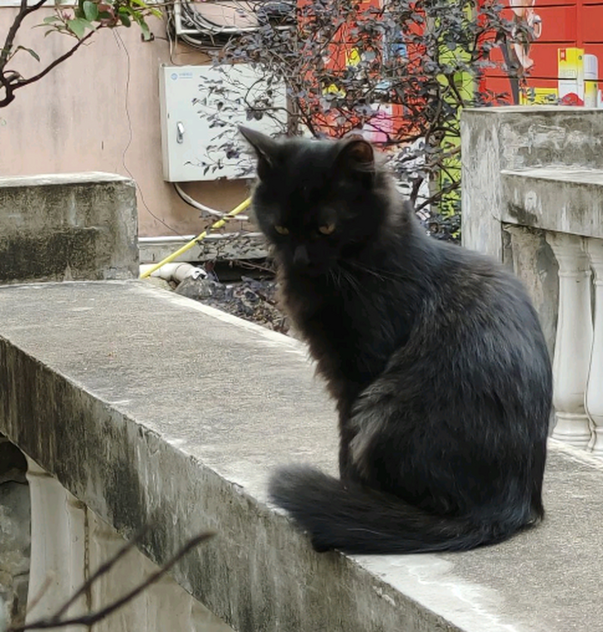 黑猫照片黑色背景高清图片