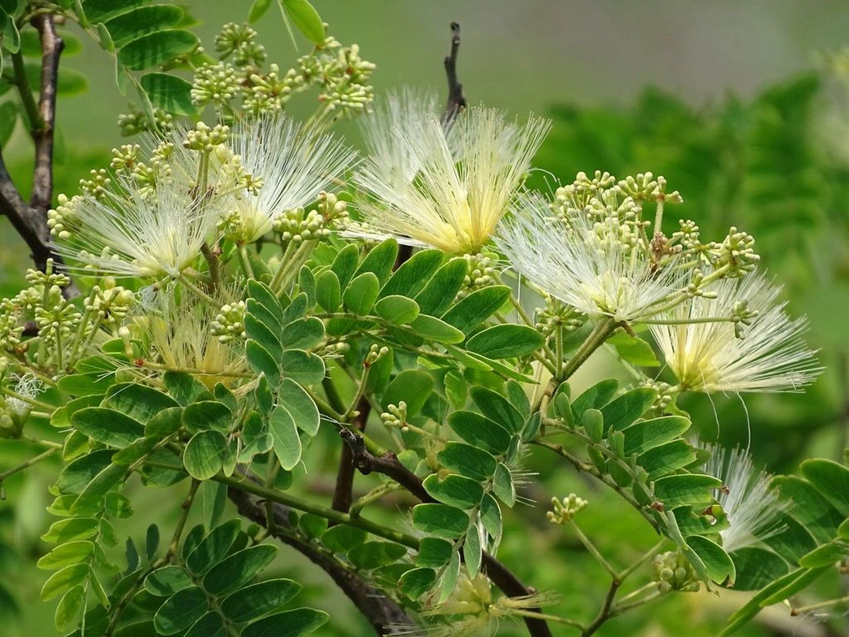 东北山槐图片