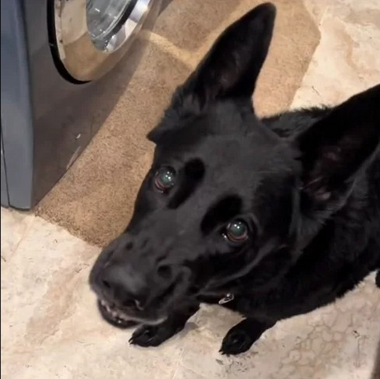 一名饲主养了一只纯黑的德国牧羊犬,有别于一般德牧的形象,这只狗狗