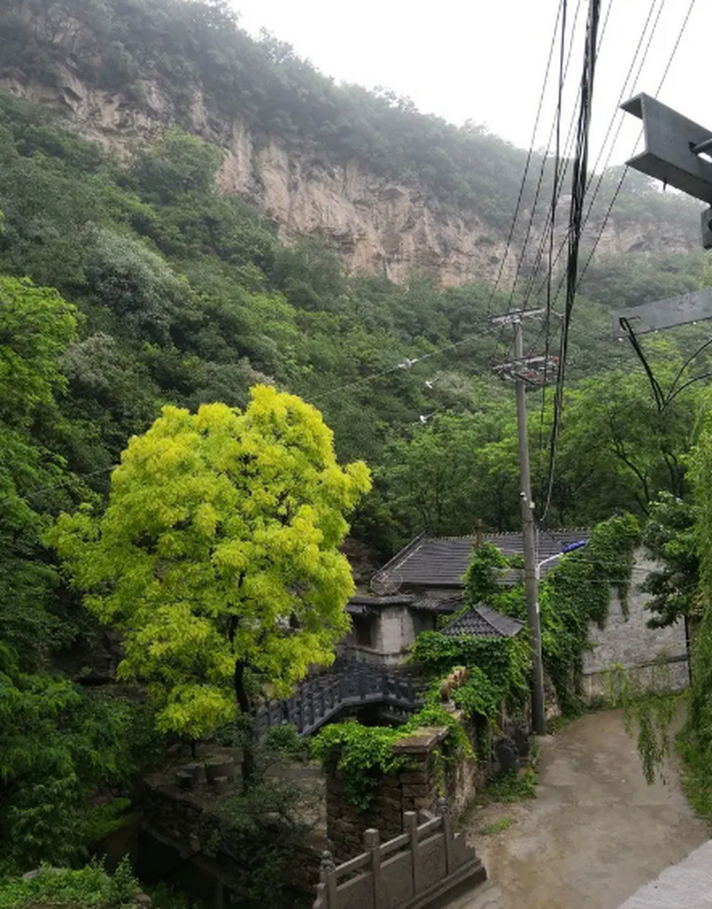 西厢村有一颗上千年的金丝楠木成为当地的"镇村之宝";也有人说,西厢村