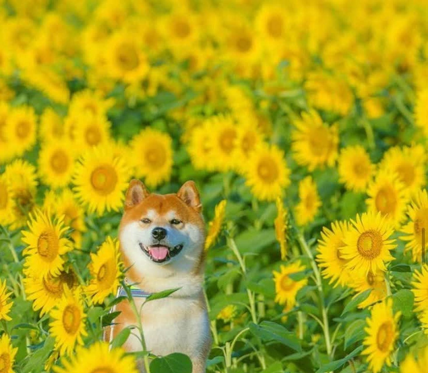柴犬和花朵在摄影师的镜头下看起来就像童话故事一样美丽.