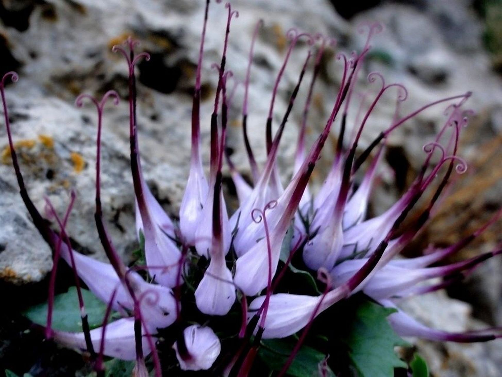 被称作"恶魔之爪"的植物喙檐花 喙檐花 physoplexis