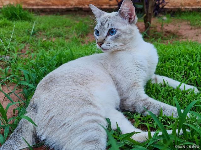 波米拉猫的体型中等,肌肉发达,线条流畅,给人一种健康而优雅的感觉.