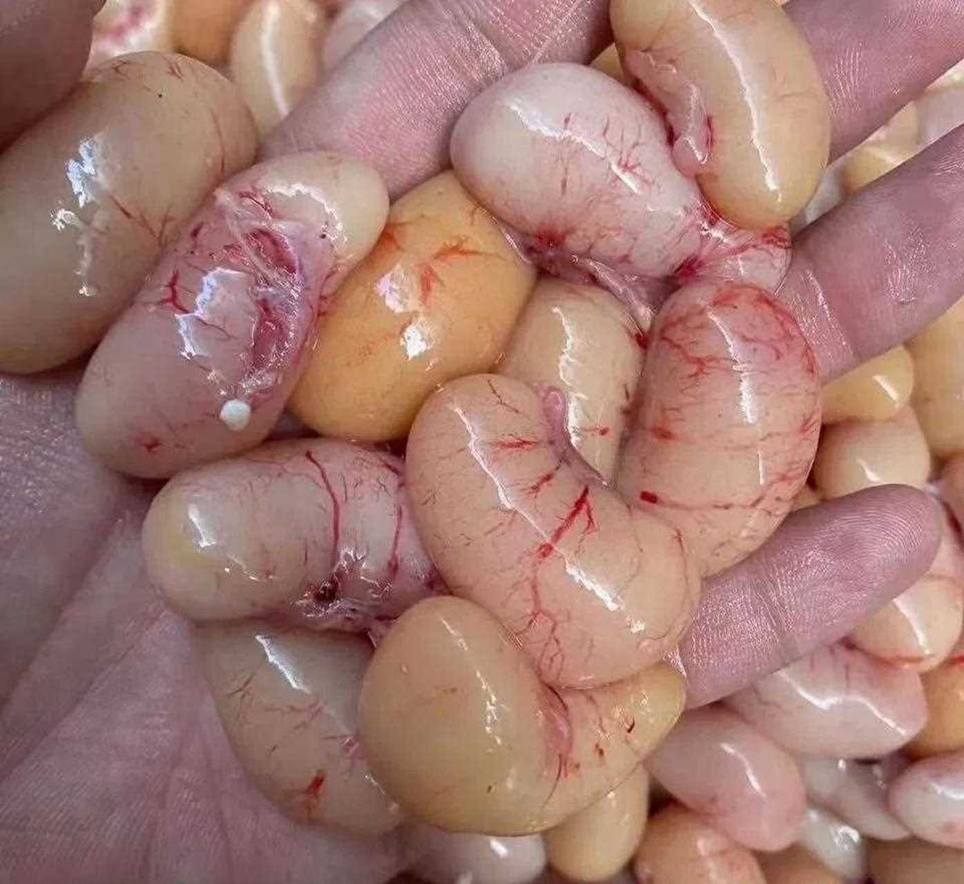 鸡仔对男人来说,可是好东西哦.