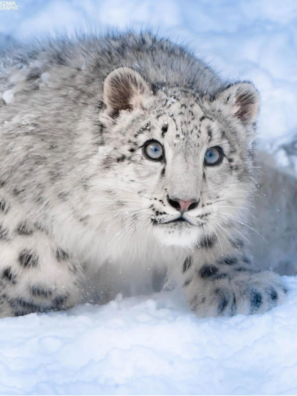 加拿大雪豹猫图片