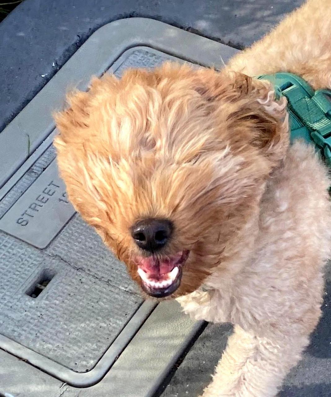 这只狗子笑脸迎风,毫不畏惧.