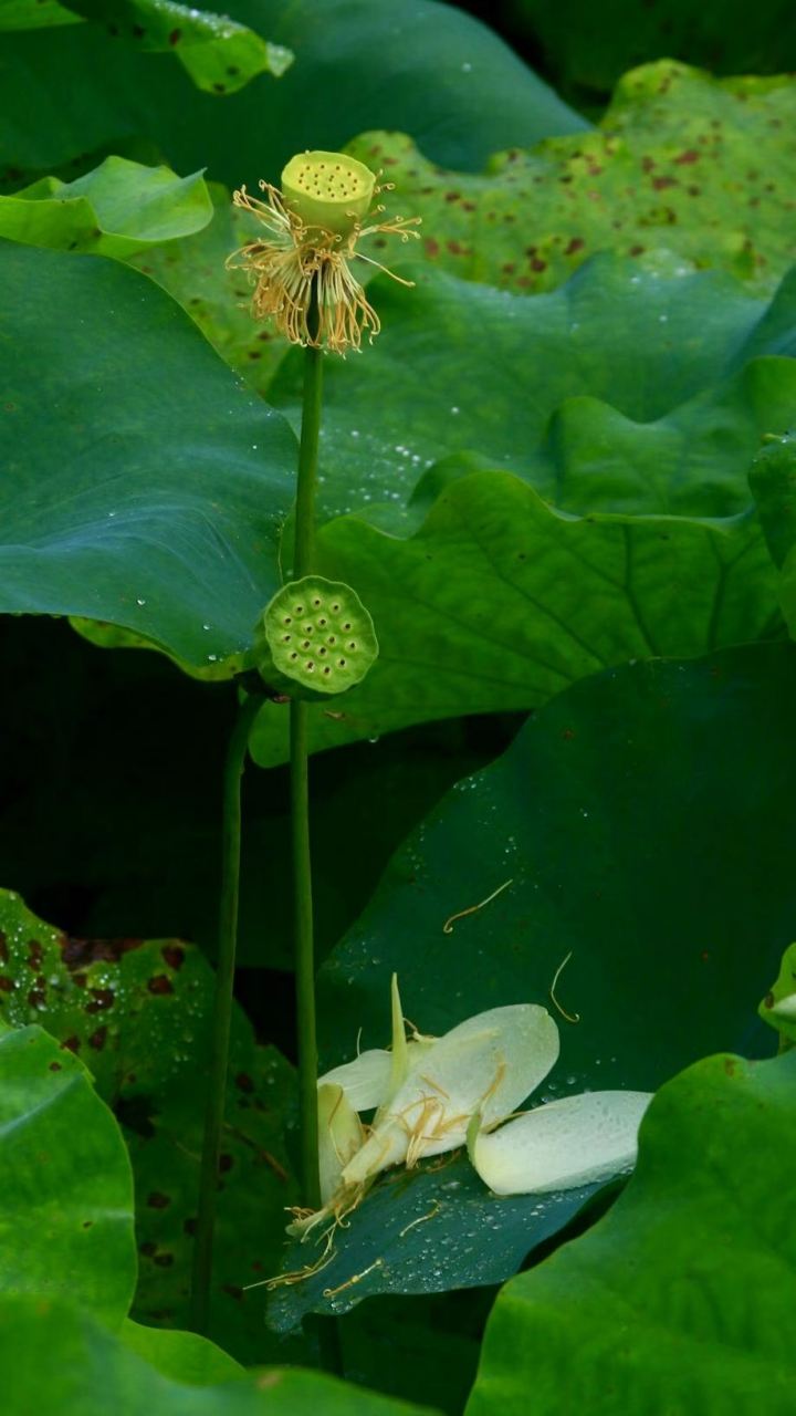 喜迎二十大辽宁在行动# #美好辽宁欢迎您#  夏日雨荷(双灵寺) 黄贵彬