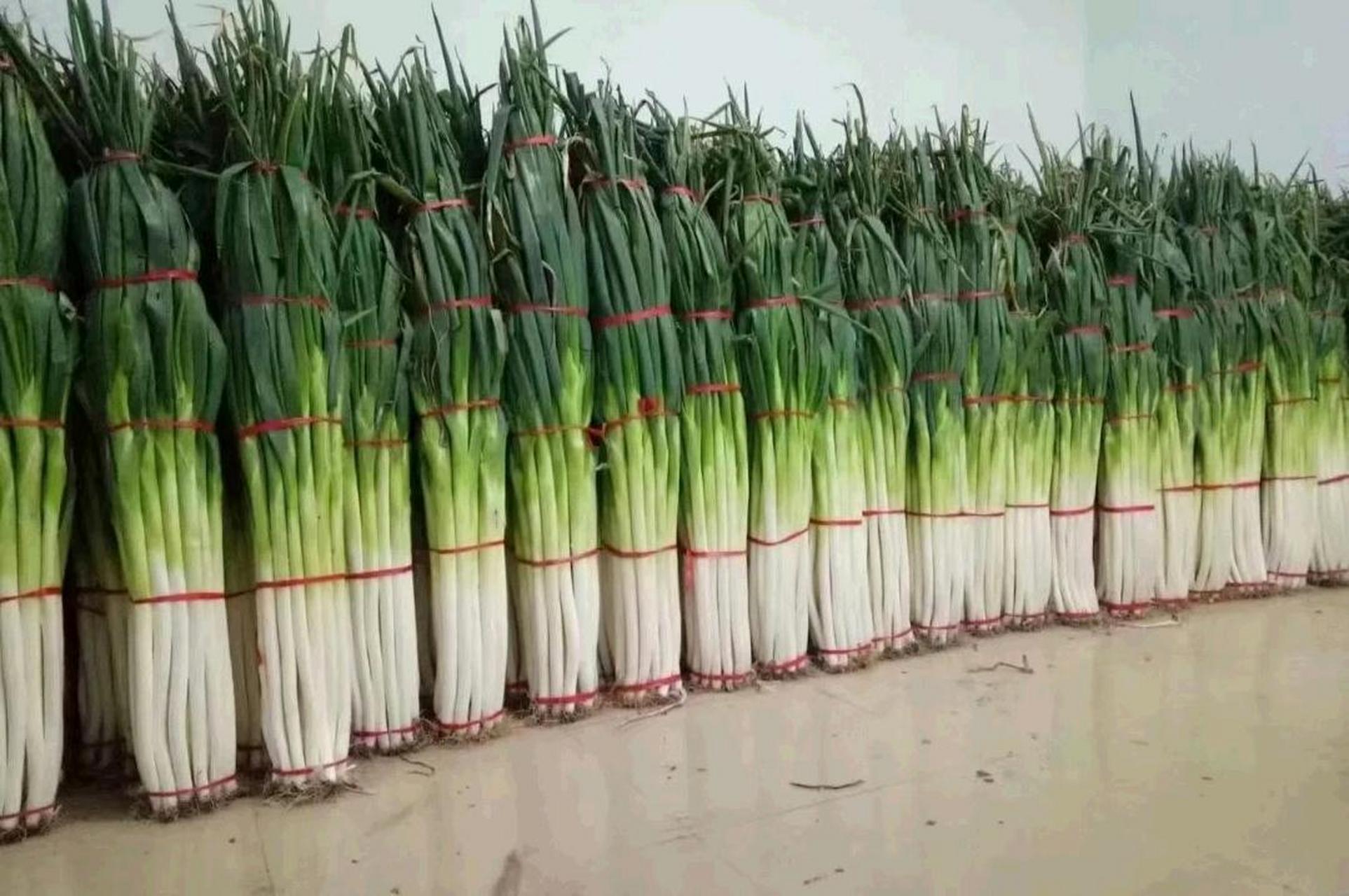 山东大葱![得意]