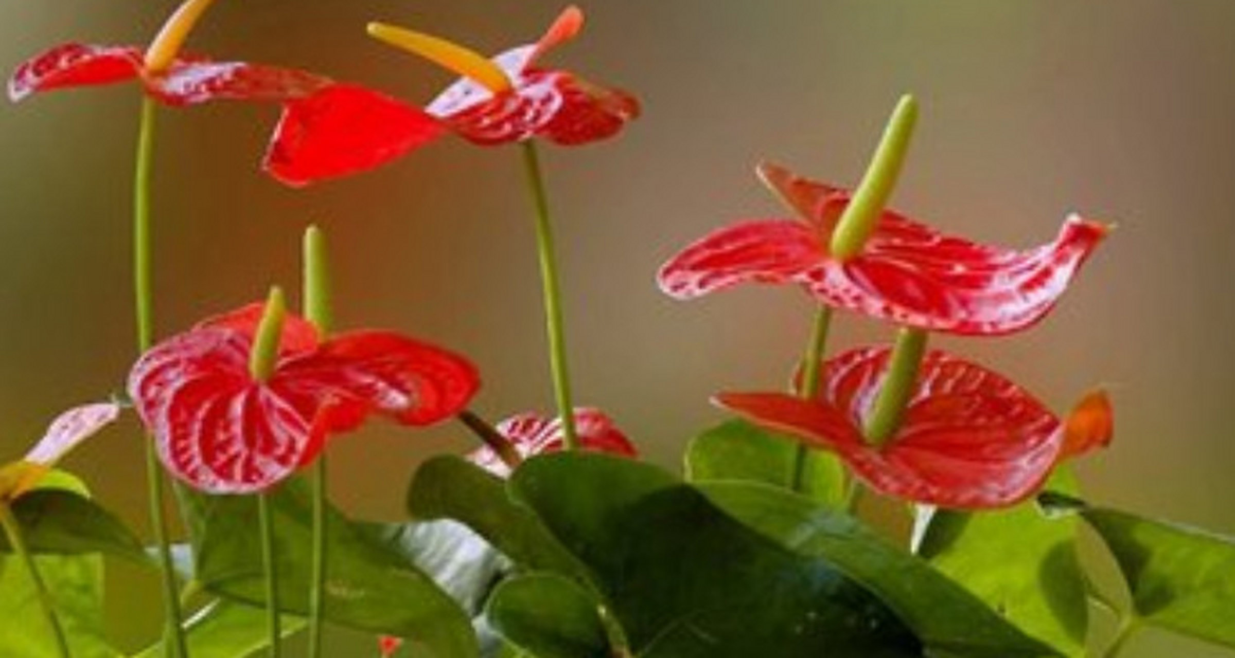 红掌养殖方法  红掌(学名:zamioculcas zamiifolia)是一种热带植物,也