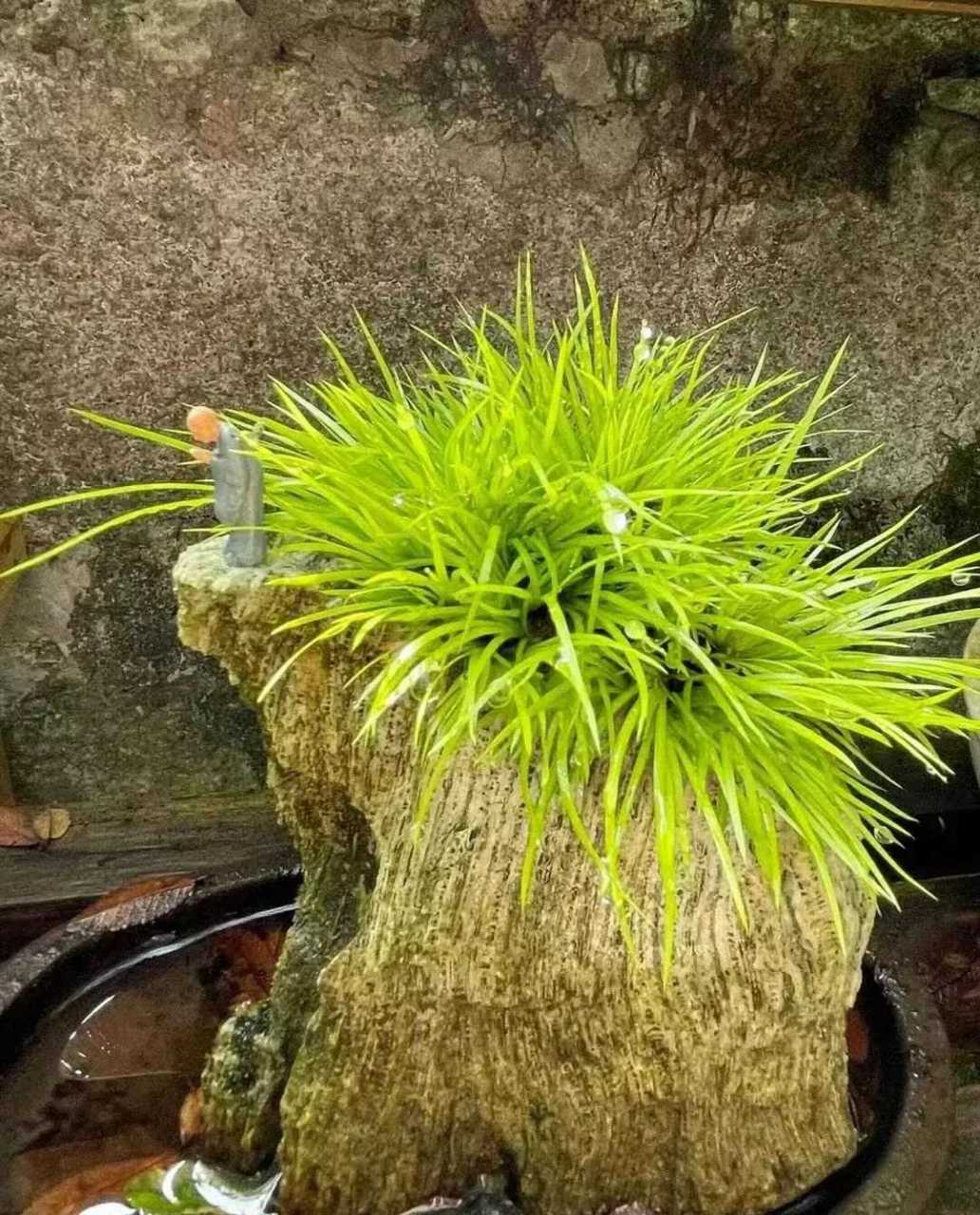 文人案头仙草     菖蒲精品盆景佳作欣赏                   《菖蒲》