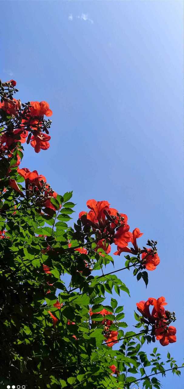 今天天气格外给力,蓝天白云下的凌霄花更加热烈而浓郁……尽管昨天来