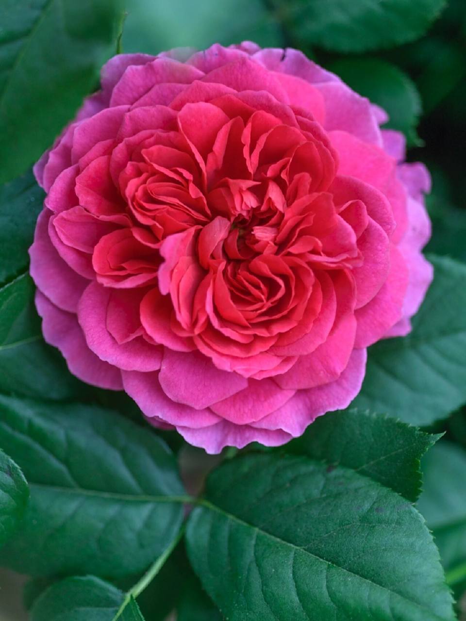 英国奥斯汀月季"加百列欧克"gabriel oak	"英国奥斯汀月季"加百列欧克