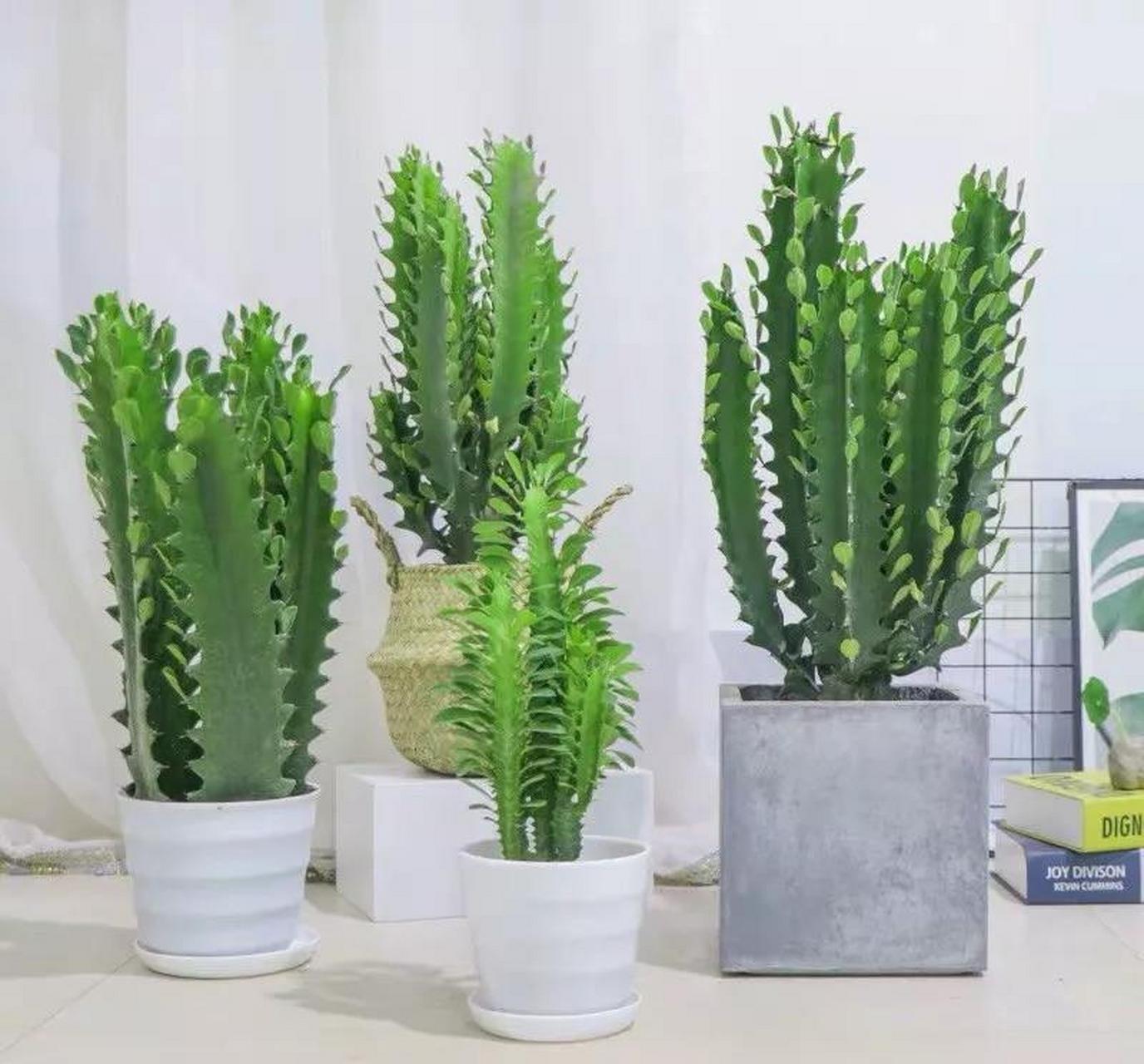 十大镇宅辟邪的花卉(十大镇宅辟邪的花卉血什么?